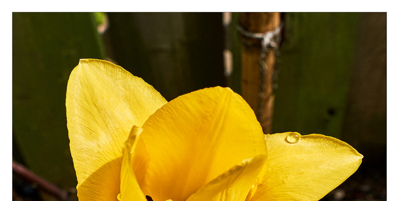 The best way to Grow Pineapple Pears