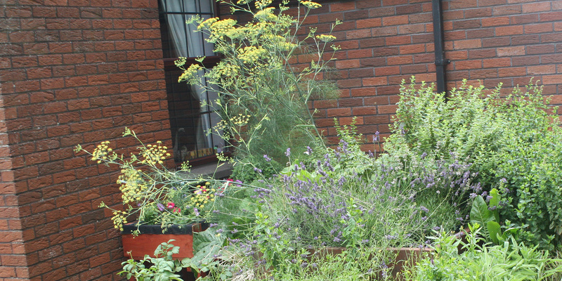 Long Blooming Flowers & Shrubs