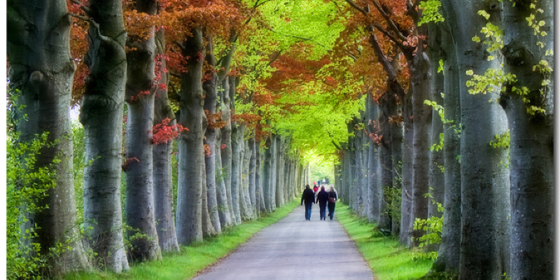 Set of the Landscape: Natural Garden Style
