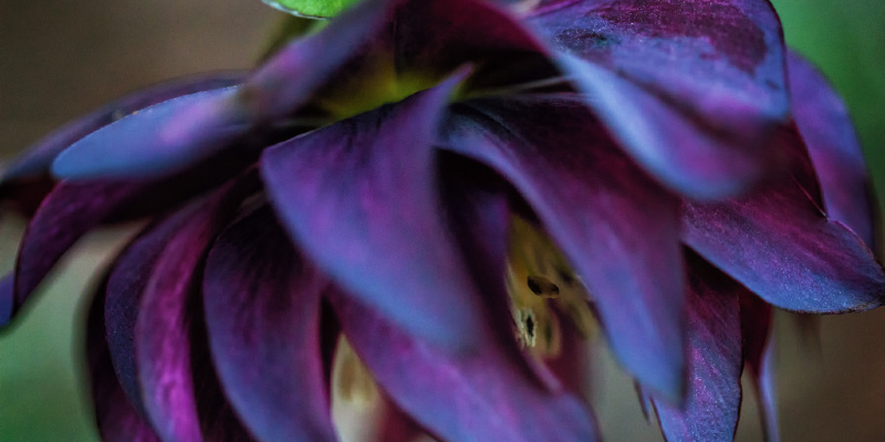 5 Bright, Cheerful Coastal Garden Flowers