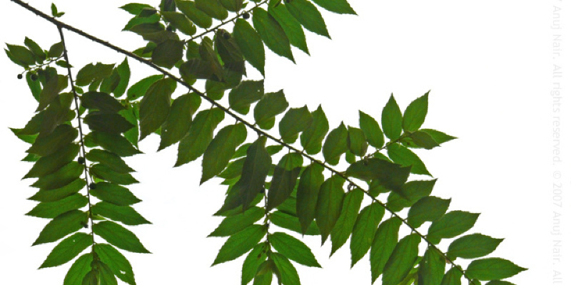 5 Structural Plants to Frame Your Garden Beautifully