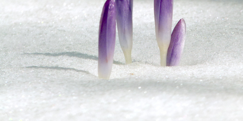 Budget Gardener: 8 Easy Container Plants to Grow From Seed