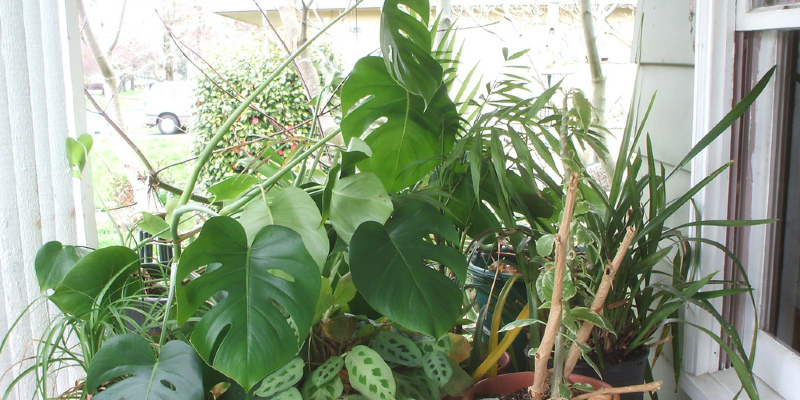 Conjure a Jungle in a Pot
