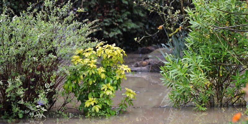 The way to Prune Royal Robe Potato Bushes