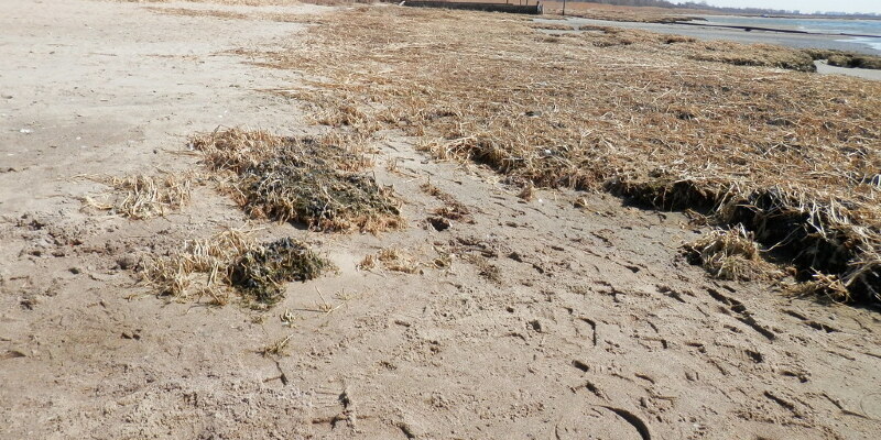 Does Algae Treatment Hurt Pond Plants?