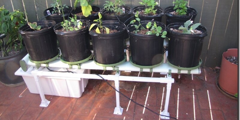 Fast Spreading Perennials